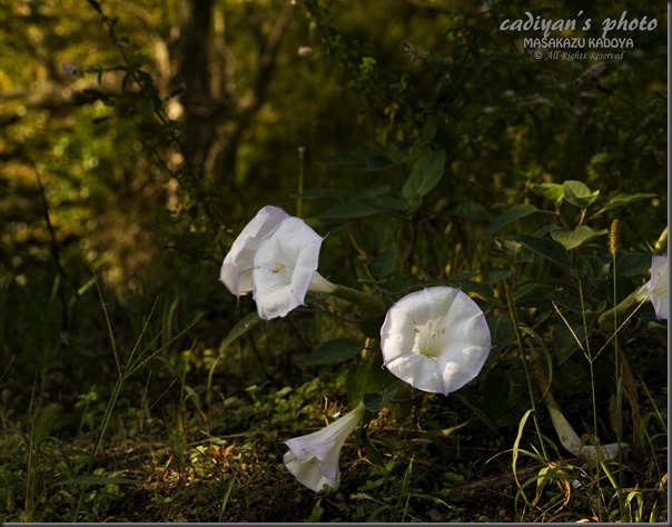 D700_2013-09-10_003