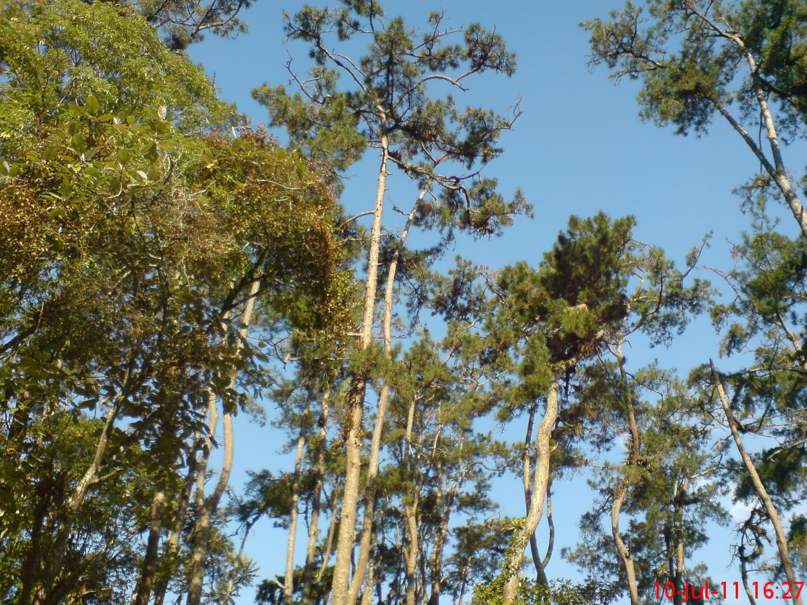 isengaja Hanya Gambar  Pohon  Pinus  Aja
