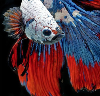 Siamese fighting fish