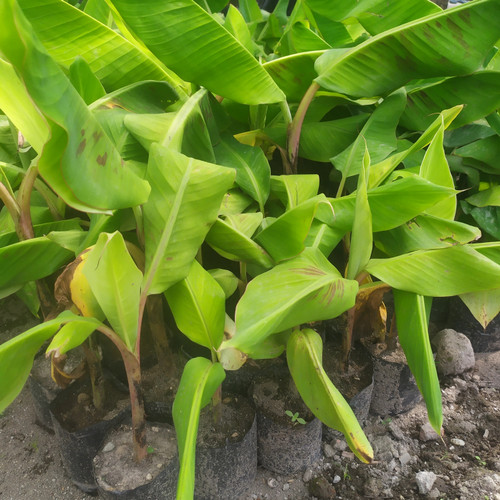 bibit pohon pisang mulyo langsung dari pembudidaya Maluku