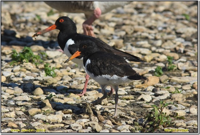 Slimbridge WWT - June