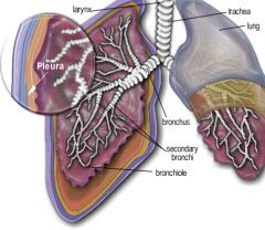 SYMPTOMS OF MESOTHELIOMA