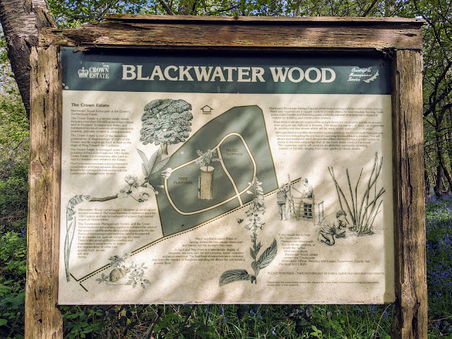 The information board in Blackwater Wood