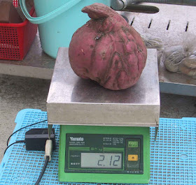巨大さつまいも　カボチャ形　