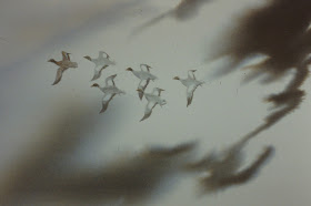 Birds in Flight Formation, Edzell Skies, Scotland - Watercolor by F. Lennox Campello, c. 1990