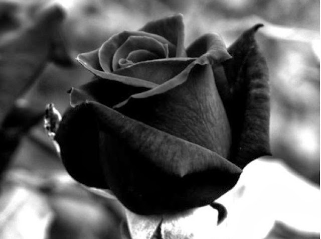 Black Rose Wallpapers Free Download