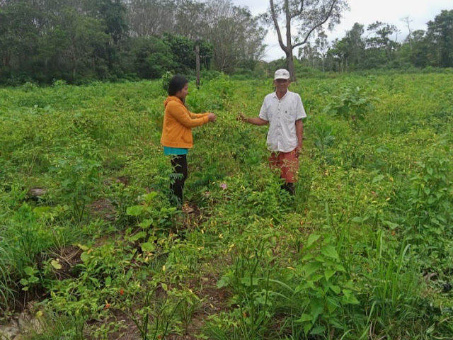 Petugas Pengamat Organisme Penyakit Tanaman Pangan dan Hortikultura Lakukan Monitoring Tanaman di Kecamatan Kapuas Timur