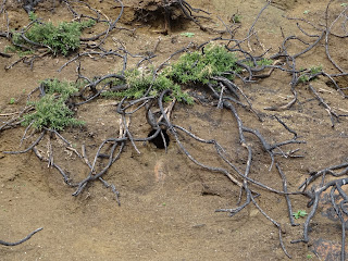 A photo of brown, crumbling soil on a slope, in the centre is a rabbit burrow and all around are burnt gorse branches protruding from the earth.  Photograph by Kevin Nosferatu for the Skulferatu Project.