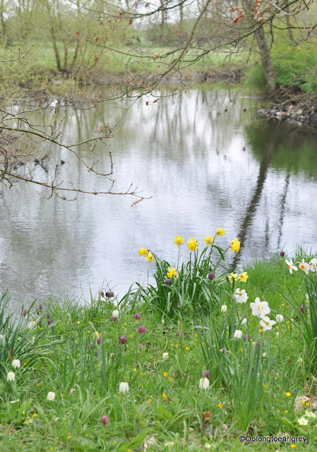 Riverside Daffodils, Waterperry Garden, England