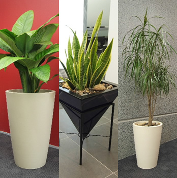 Indoor Plants Cut Formaldehyde