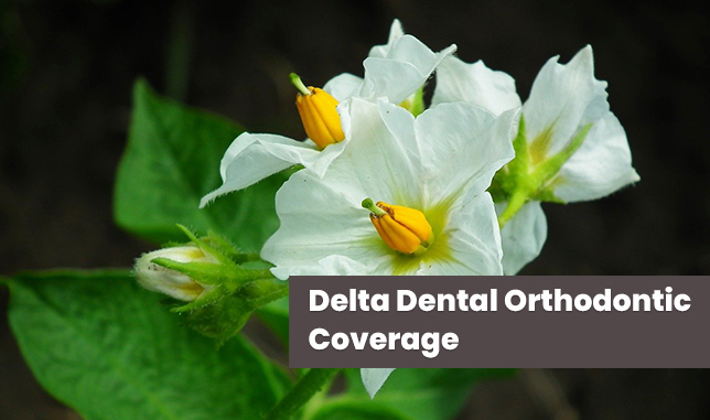 Delta Dental Orthodontic Coverage