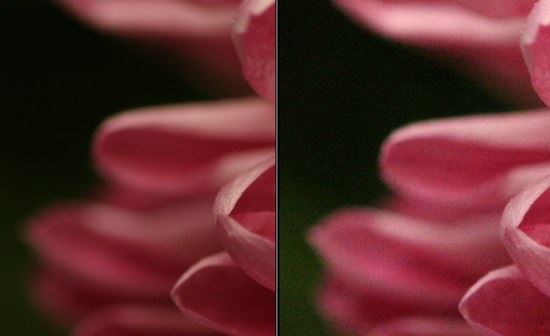 Hướng dẫn cách chụp ảnh macro Hướng dẫn cách chụp ảnh macro