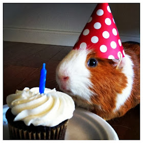 Funny animals of the week - 10 January 2014 (35 pics), guinea pig wears party hat