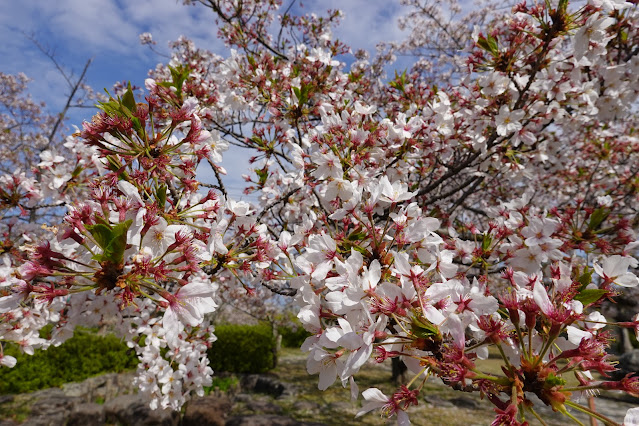 鳥取県西伯郡大山町御来屋 名和公園