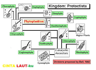 rantai jaringan plankton