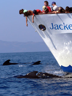 avistamiento cetaceos estrecho gibraltar