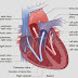 Cara Kerja Jantung