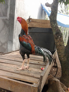 ayam bangkok jawara, ayam bangkok terbaru, peternakan ayam bangkok, peternakan ayam bangkok garut, ayam adu pangupukan kiansantang, peternakan ayam bangkok terbaru, ayam bangkok impor