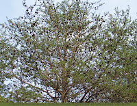 Branches of the Virginia Pine tree