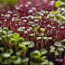 Shedding Light on Success: Your Guide to Microgreen Lighting
