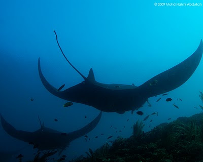 Now when was the last time you saw fifteen mantas in one area