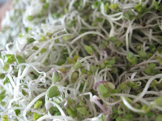 broccoli sprouts