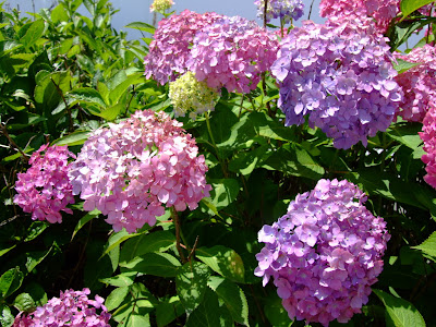 画像をダウンロード 8 月 3 日 誕生 花 113661