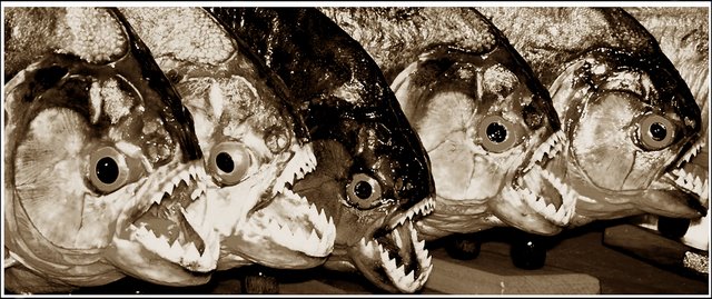 10 Ikan Pemangsa Paling Mematikan [ www.BlogApaAja.com ]
