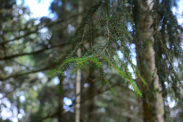 Picea abies