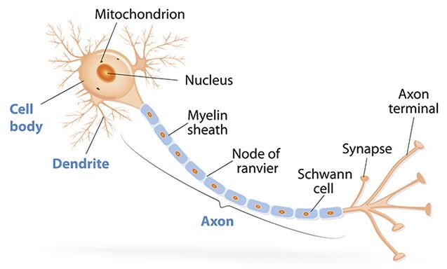 peran fungsi akson pada sel saraf dalam sistem saraf manusia.