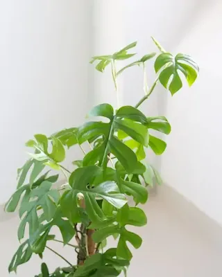 A monstera mínima é uma planta trepadeira fácil de cuidar, conhecida por ser uma miniatura da monstera deliciosa.