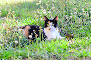 kitty with bird