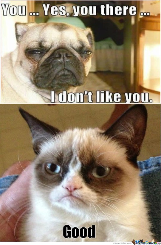 Grumpy Cat Memes