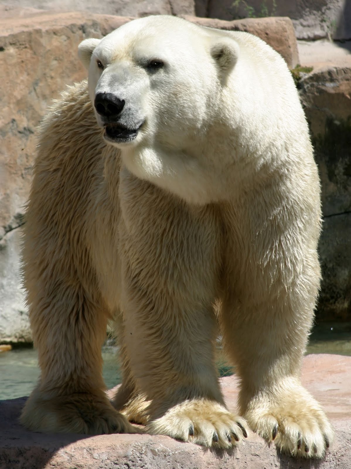 Polar Bears The Life of Animals