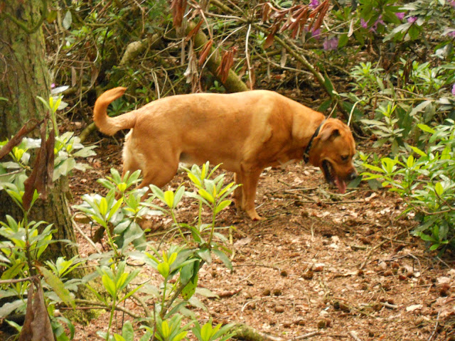 Sheba in the woods