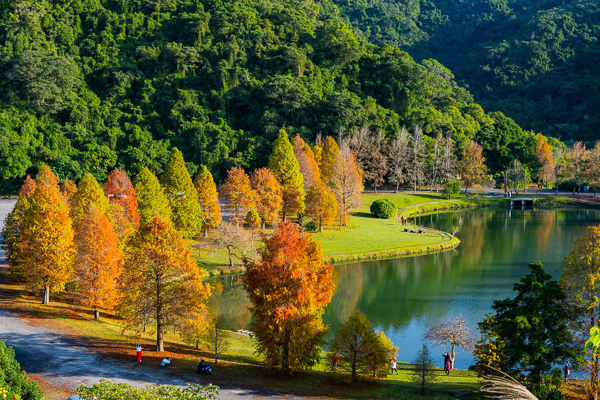 宜蘭員山蜊埤湖落羽松聳立在湖畔，湖光山色松林倒影浪漫就像幅畫