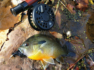 Pennsylvania Sunfish on the fly with Albright Reel and L.L. Bean Fly Rod