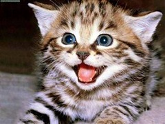 gato - verbalizando