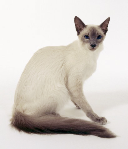 Funny Balinese Cat