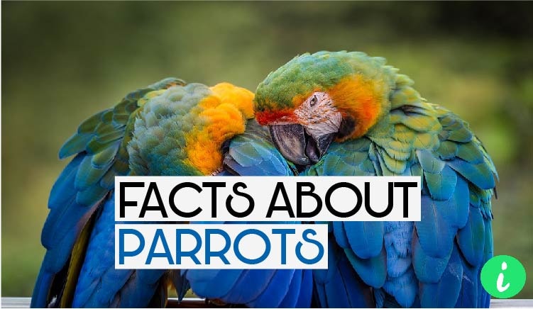 Parrots Facts