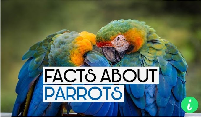 Parrot Facts: 7 Interesting Facts About Parrots - InfoHifi