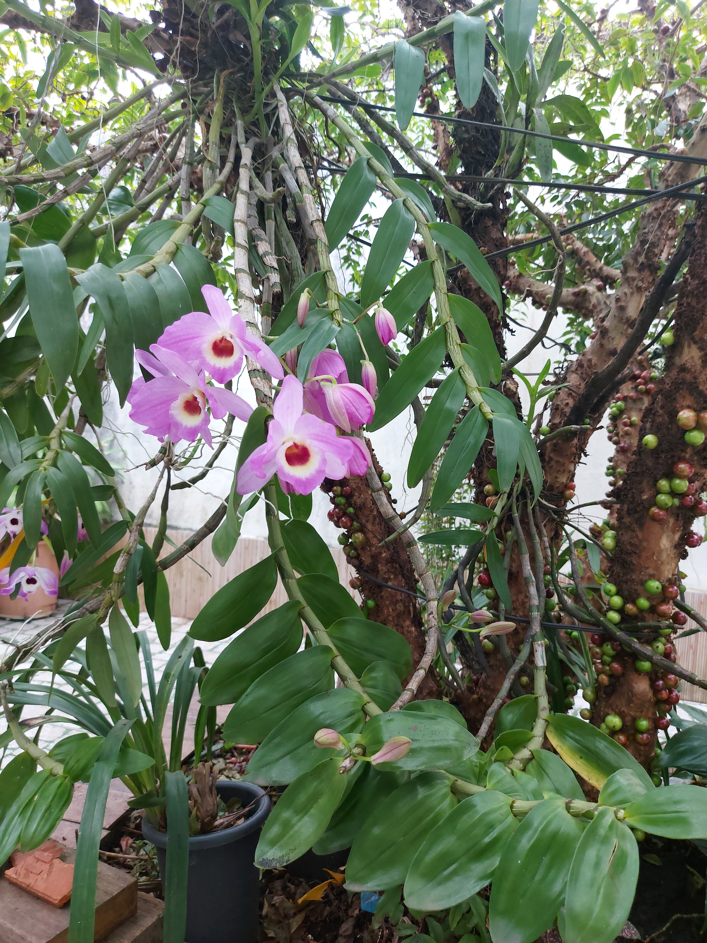 Orquideas 467 Conviver