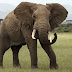 Κυνηγός καταδιώκει ελέφαντα και τελικά...