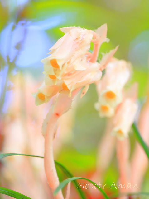 Monotropa hypopithys