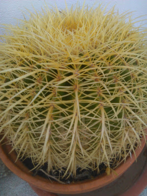 cactus de golden barrel