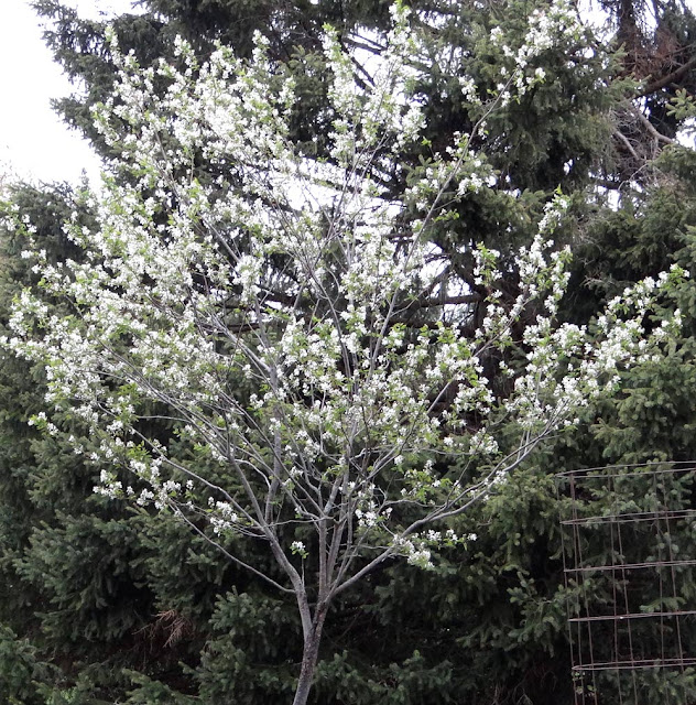 Amelanchier arborea - the most tree-like of the Amelanchiers