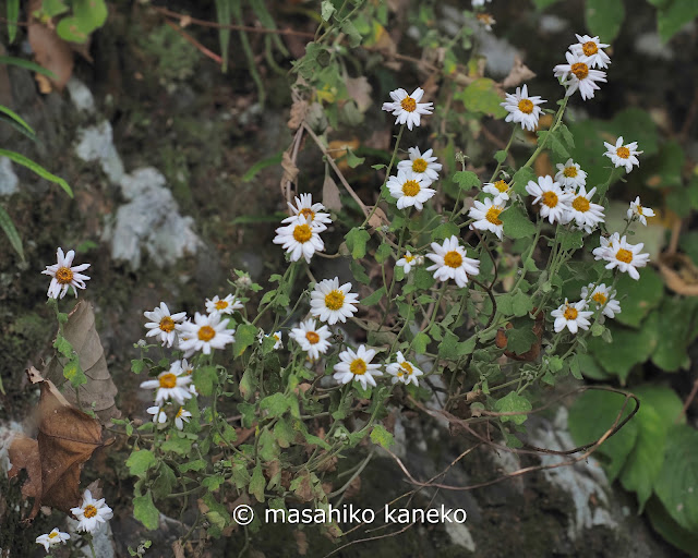 リュウノウギク