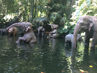 Jungle Cruise Elephant Bathing Pool Disneyland