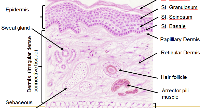 Histology Drawings: Skin (Integumentary System)