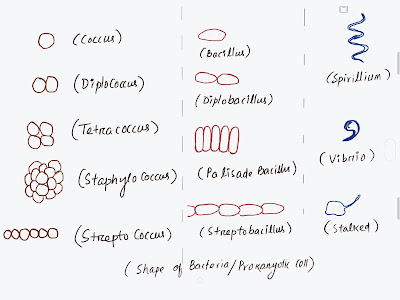Bacterial-cell-type